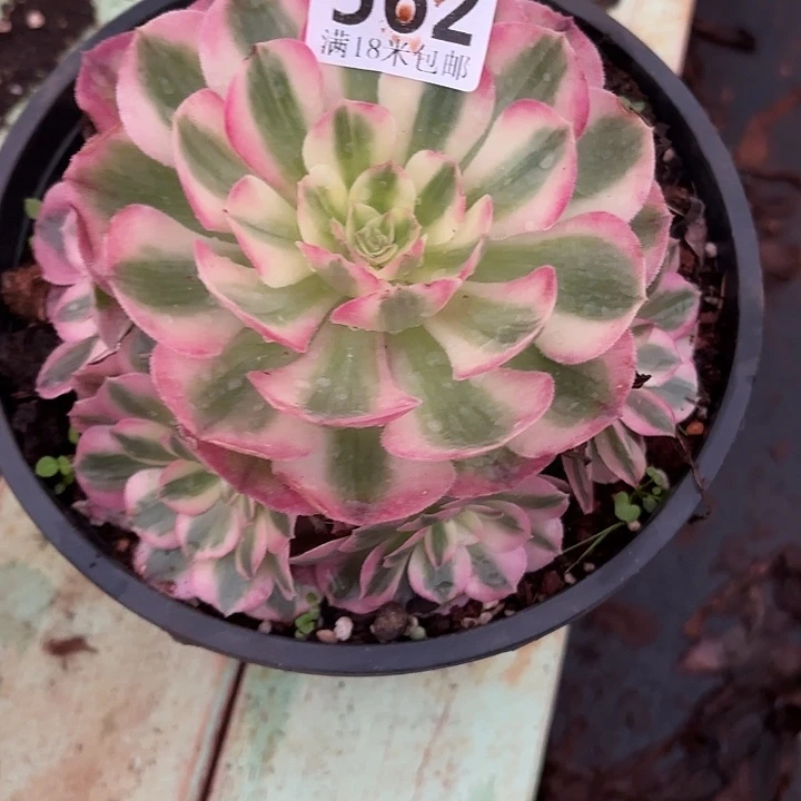 562倾城手捧掌心多肉法师锦