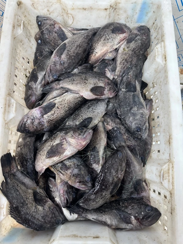 连云港海捕 小黑头鱼5斤