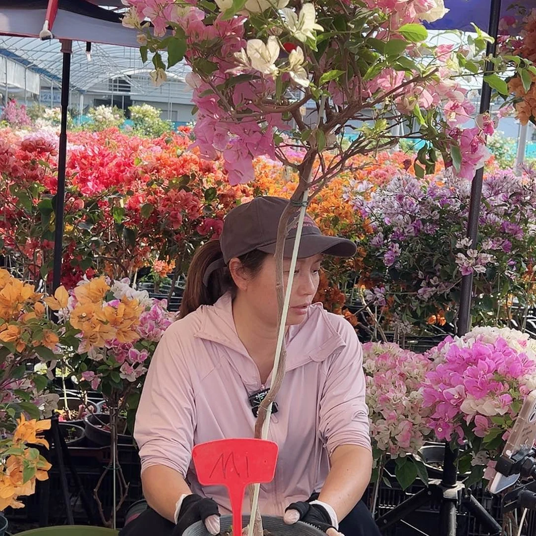 C***W大部分花苞少量开放M1广红樱