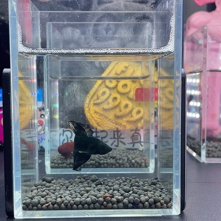 斗鱼38号926早绿半