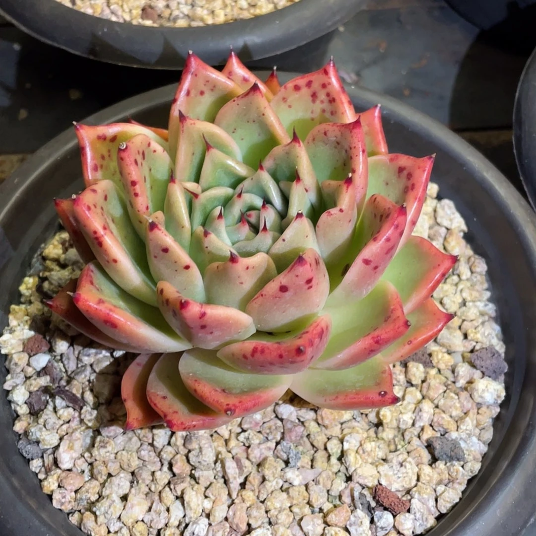 多肉植物一物一拍