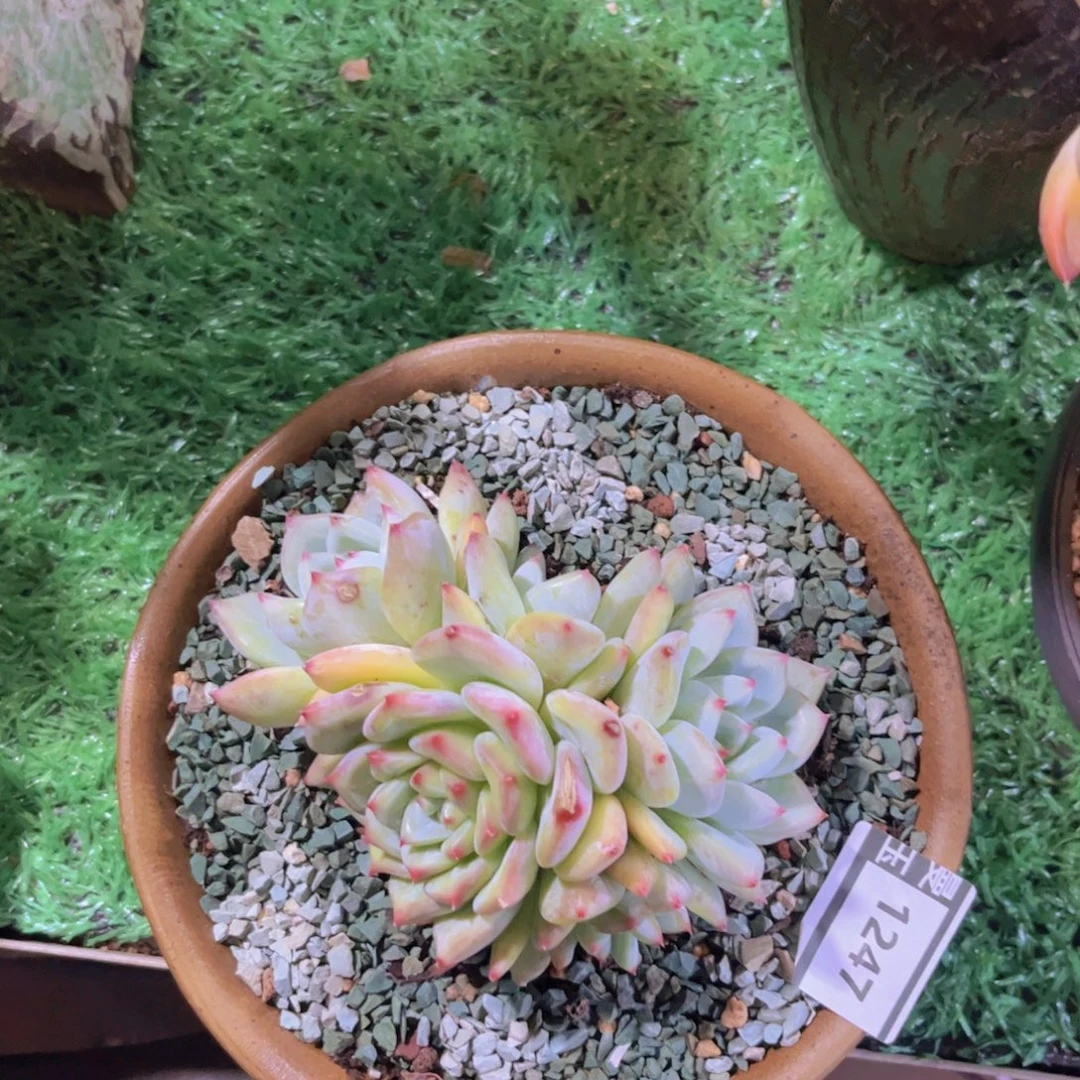 白拉糖多肉植物1247