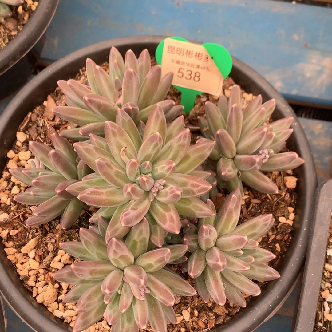 伊卡鲁斯无砍捧花538