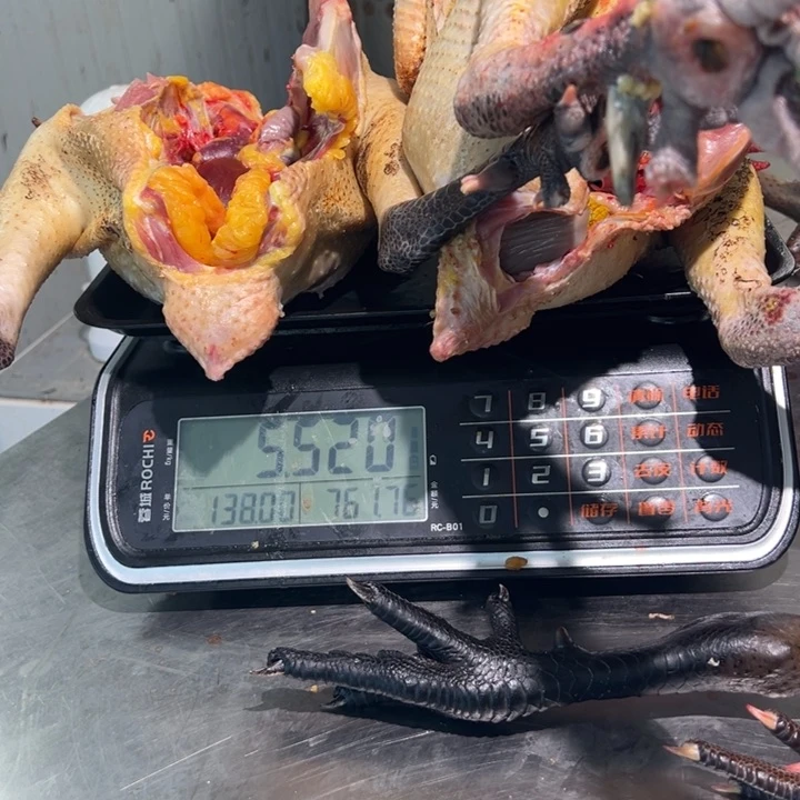 一号公鸡食用农产品中国大陆艳