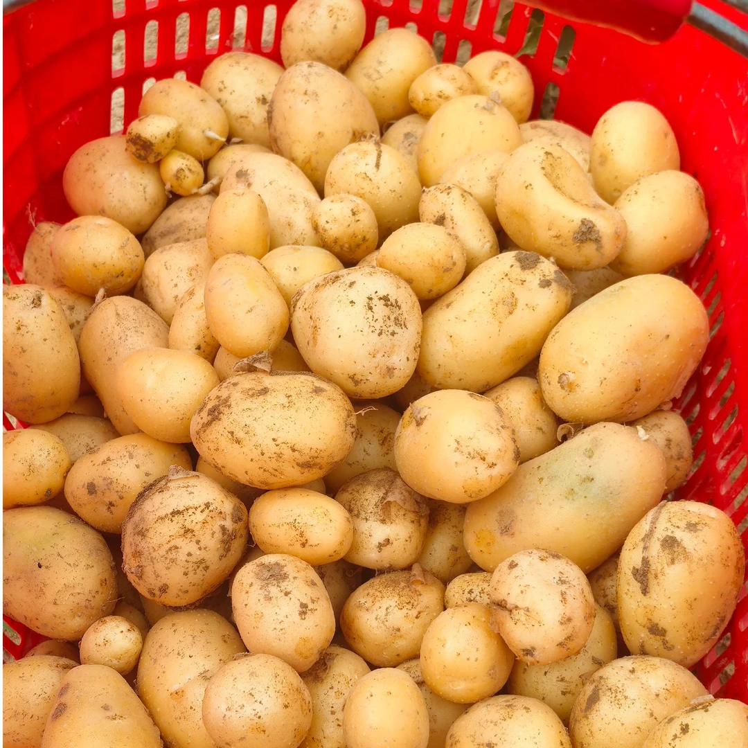 湖北松滋木天河本地土豆现挖现发无公害农家自种