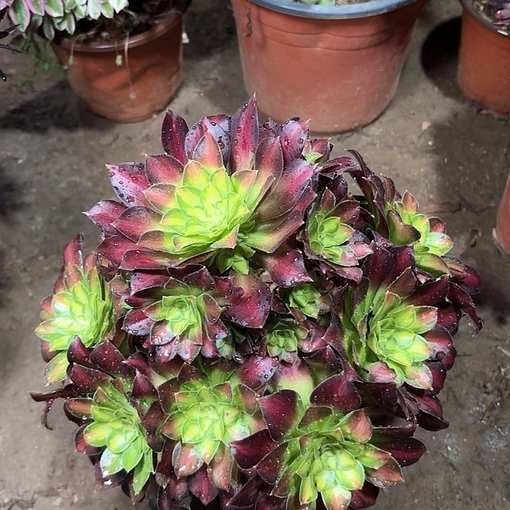 多肉植物法师韶华42