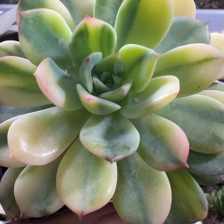 雨燕座锦多肉植物692