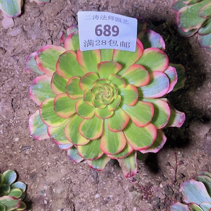 689火狐多肉植物