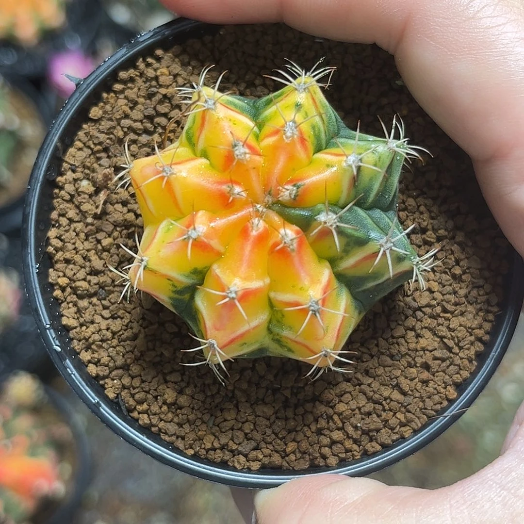 米哈锦，带盆土发货