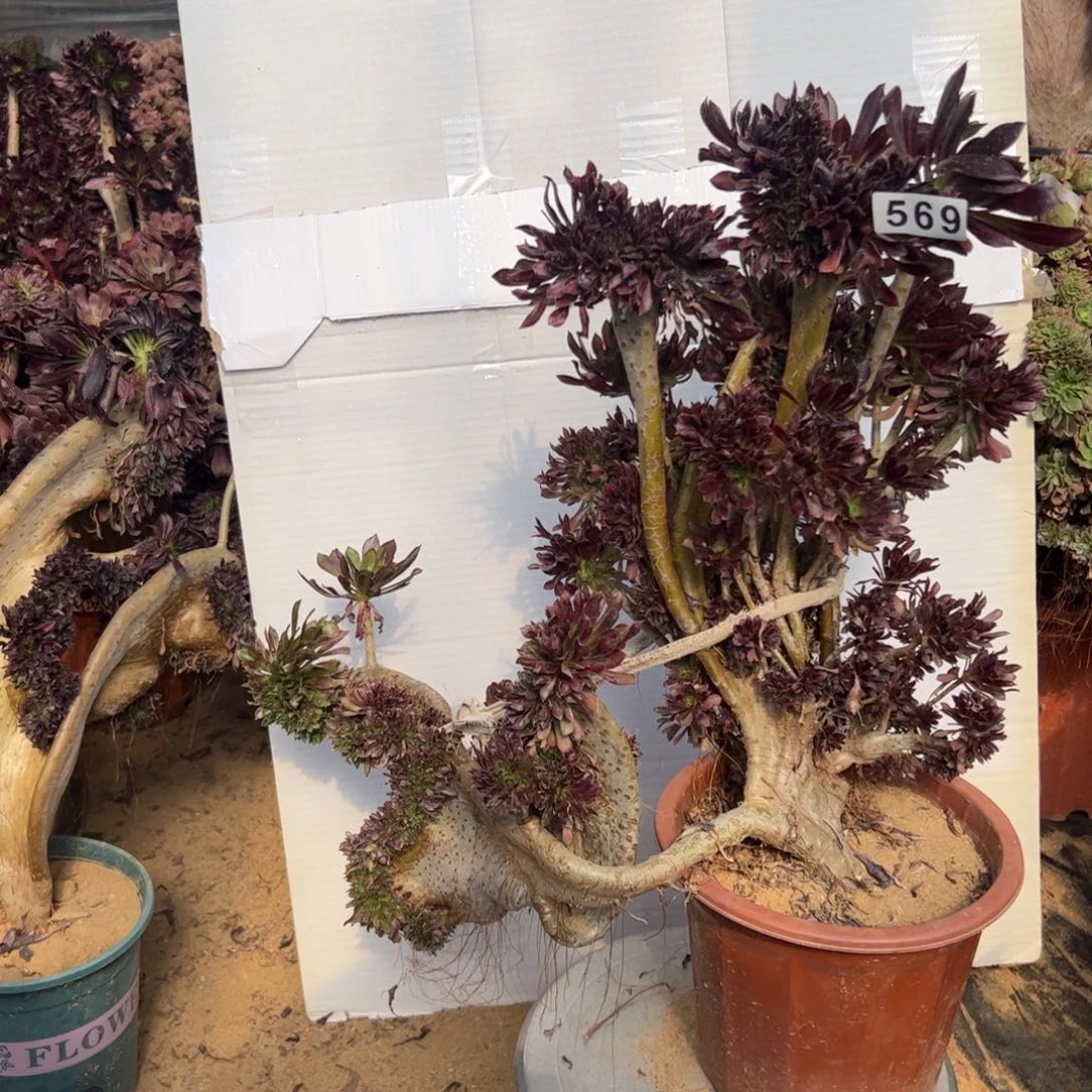 有伤黑缀569官府50