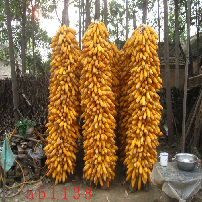 背景布可移动玉米外景风景户外农村背景布破房子3d直播间