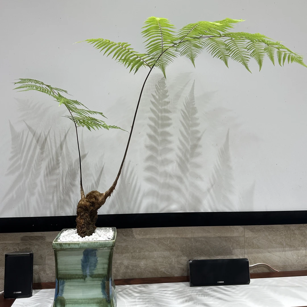室内人工金毛狗蕨水培苔藓球绿植适合茶室装饰一树一证来源可溯