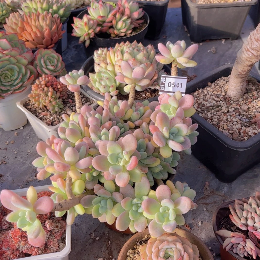 香水洛神多肉0541