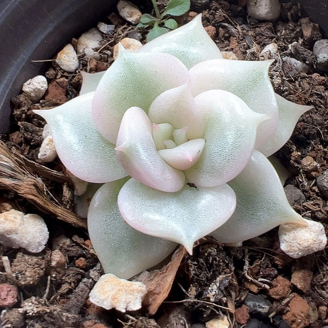 贝加尔湖锦 小方花圃一物一拍