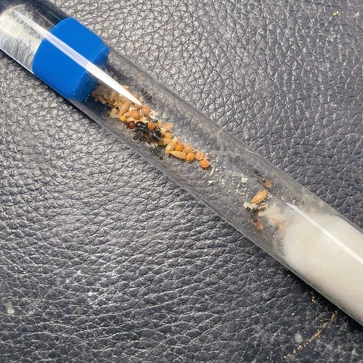 蚂蚁工坊角收获小群落