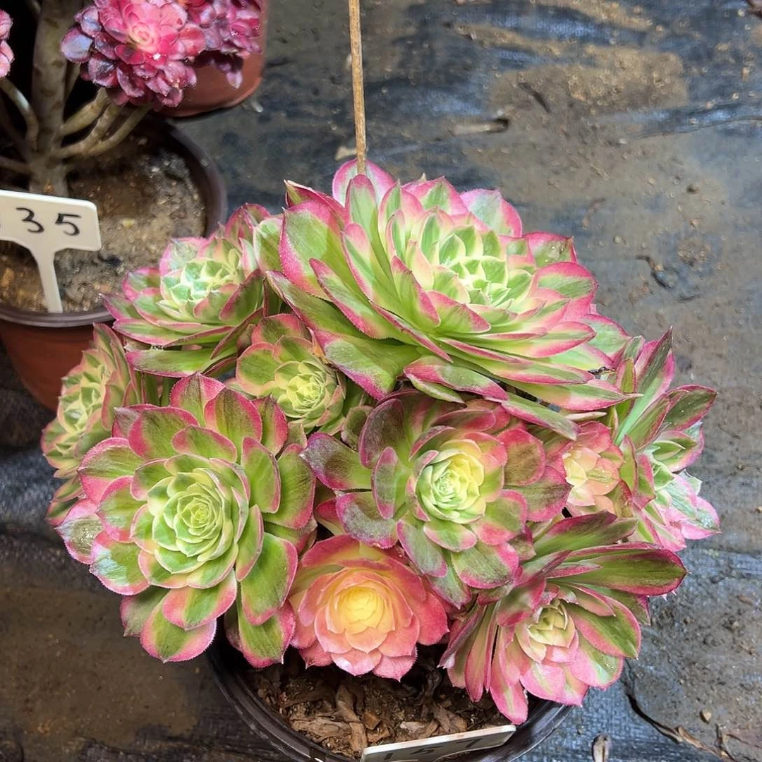 157多肉00000000000000