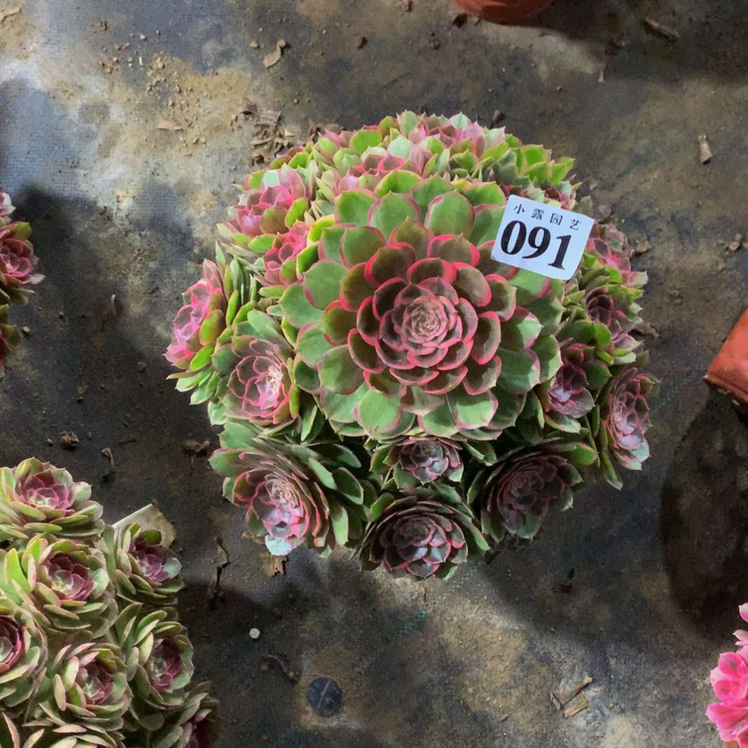 闽****队多肉植物091粉花妖88888