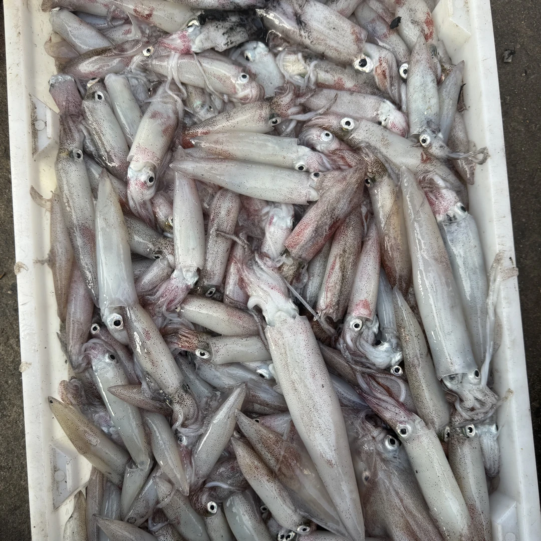 连江本地灯光鱿鱼中号 4斤