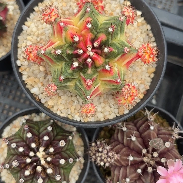 145-0526泰国发货多肉