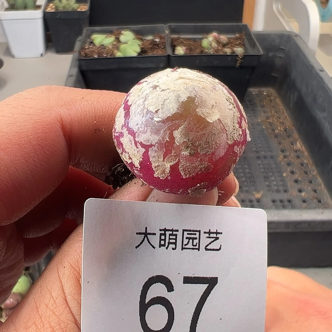 一物一拍。        67