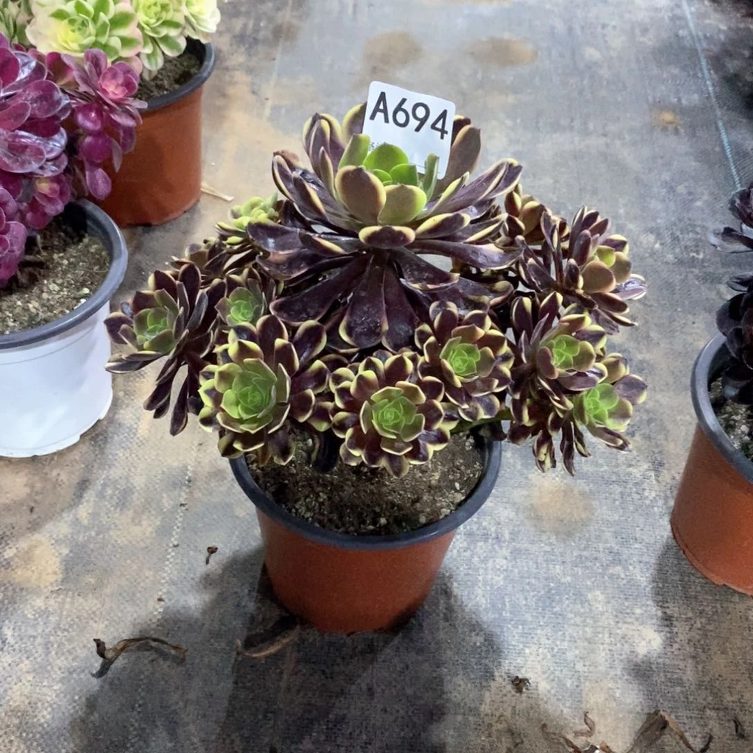 乐*嫩桩欧佳丽694多肉法师植物