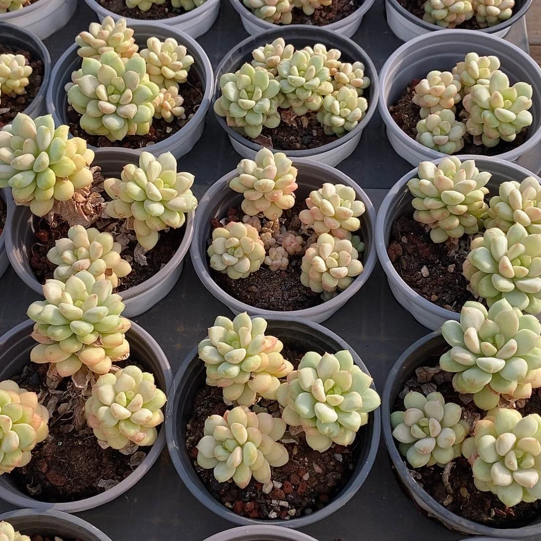 金汇园艺，阳光玫瑰