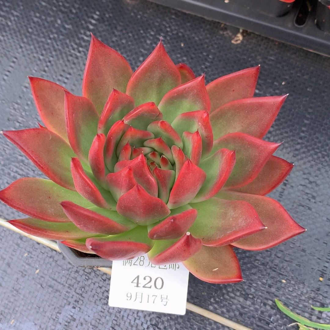 【闪购商品】云420号佛兰克
