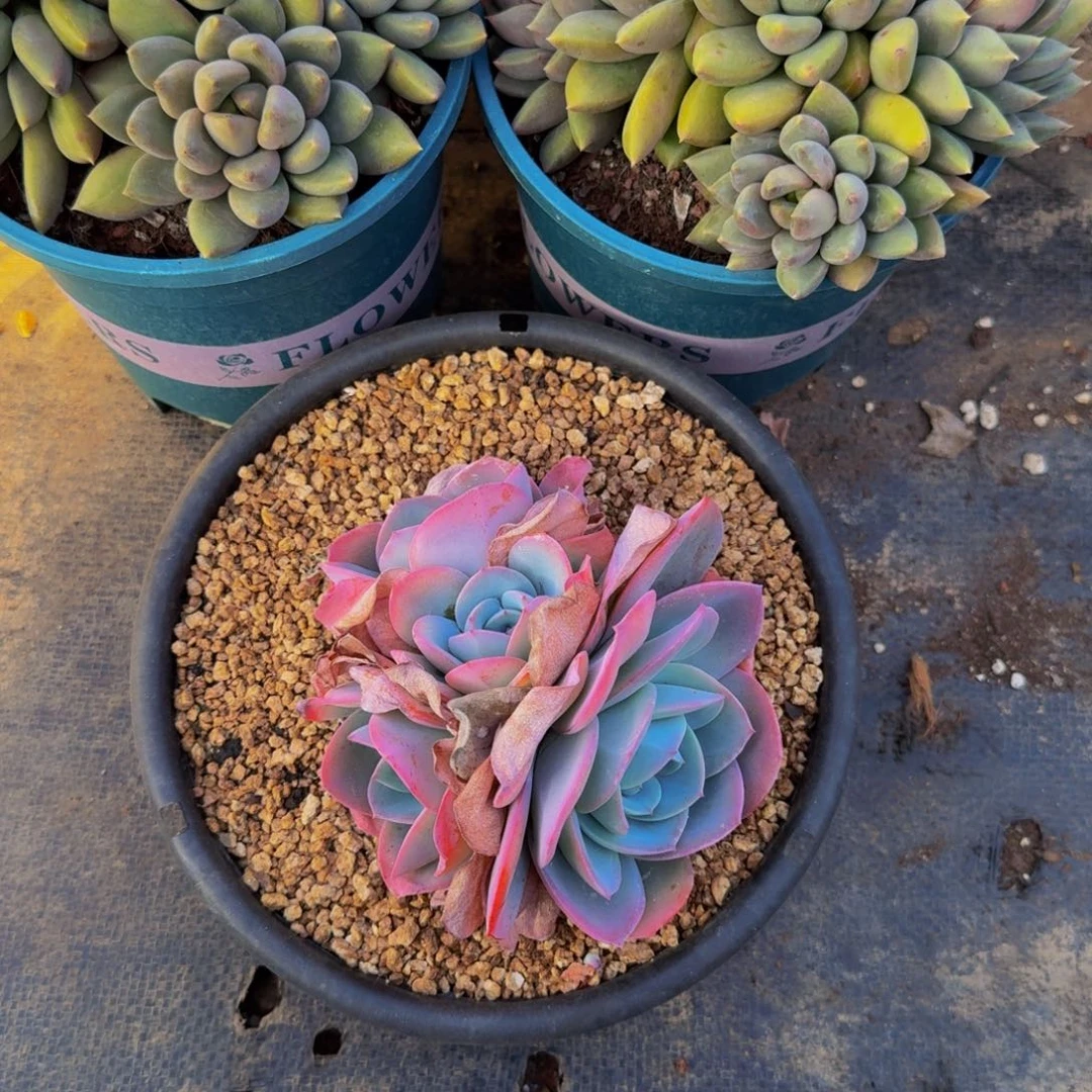 小***&1-063布鲁兰不包损