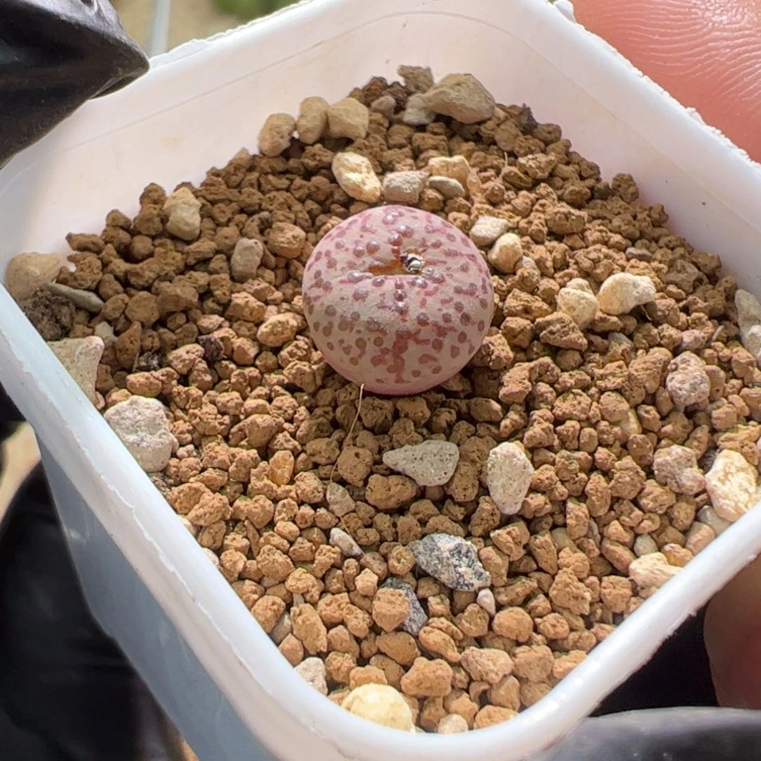 火龙果安贞一颗982。