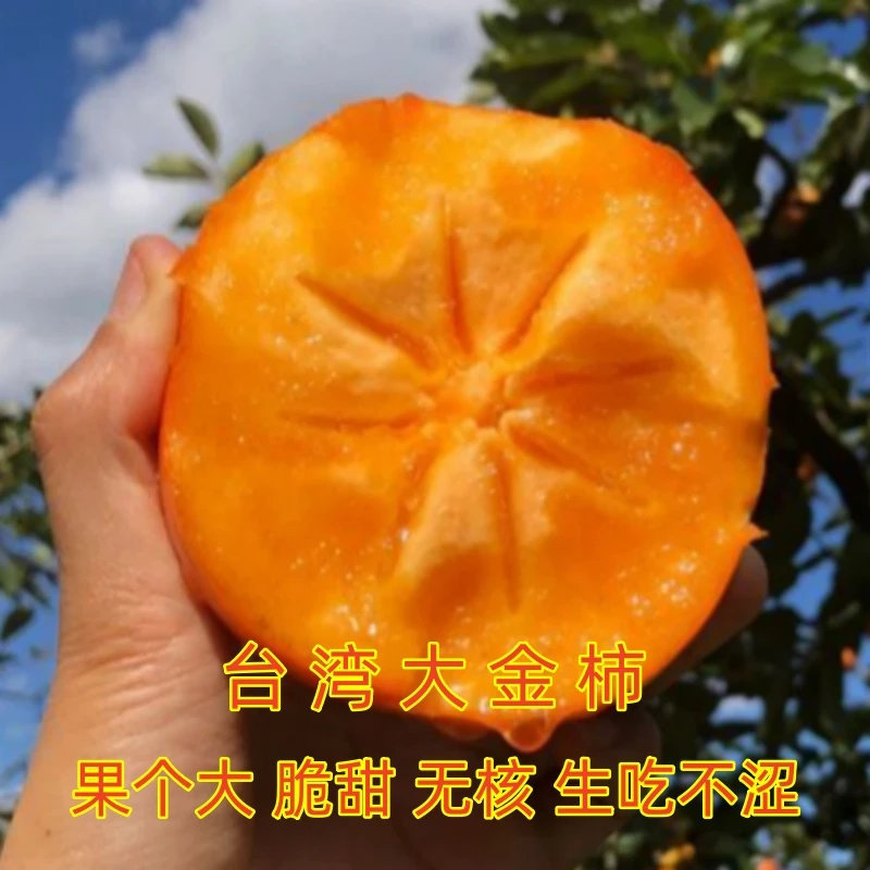 柿子树苗 南北方种植 太秋脆甜柿子 火晶柿子苗 盆栽地栽柿子树苗