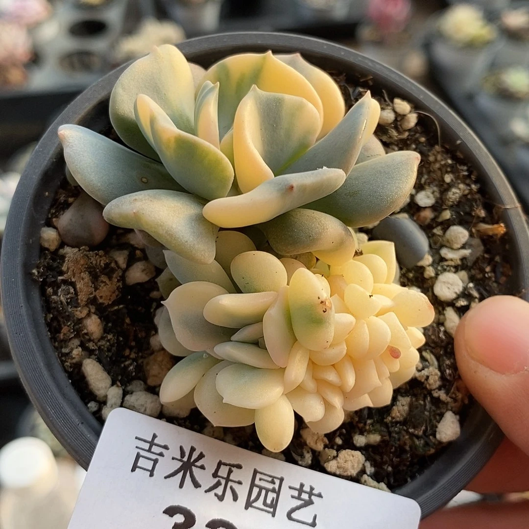 330雪精灵锦多肉植物哇啦塞