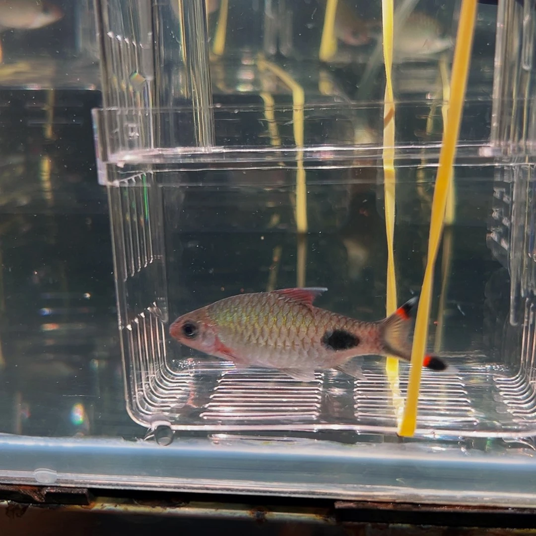 工具鱼黑影鱼鱼鱼鱼15