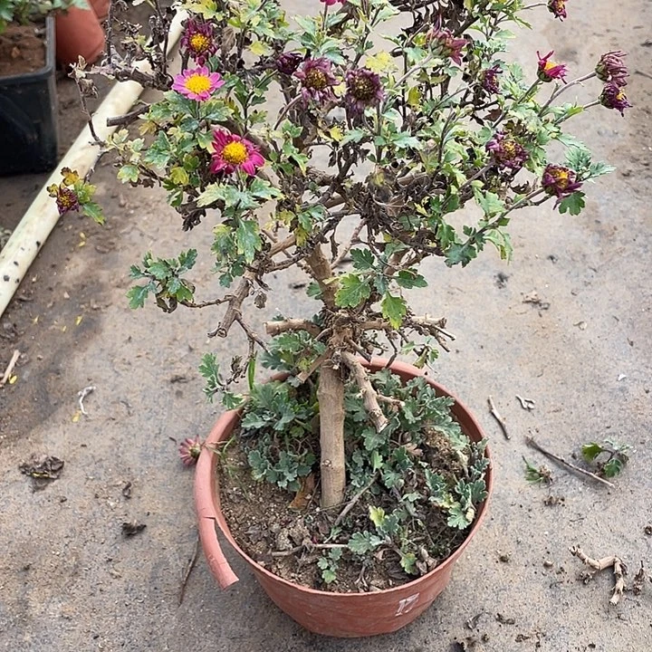 @***花完全开放30菊花菊花计划经济