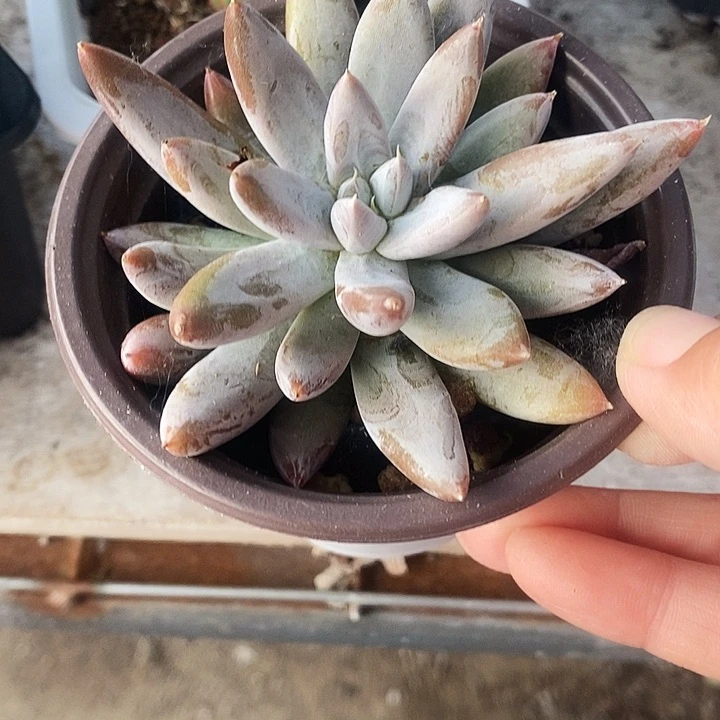 肚里万122345了都要把人