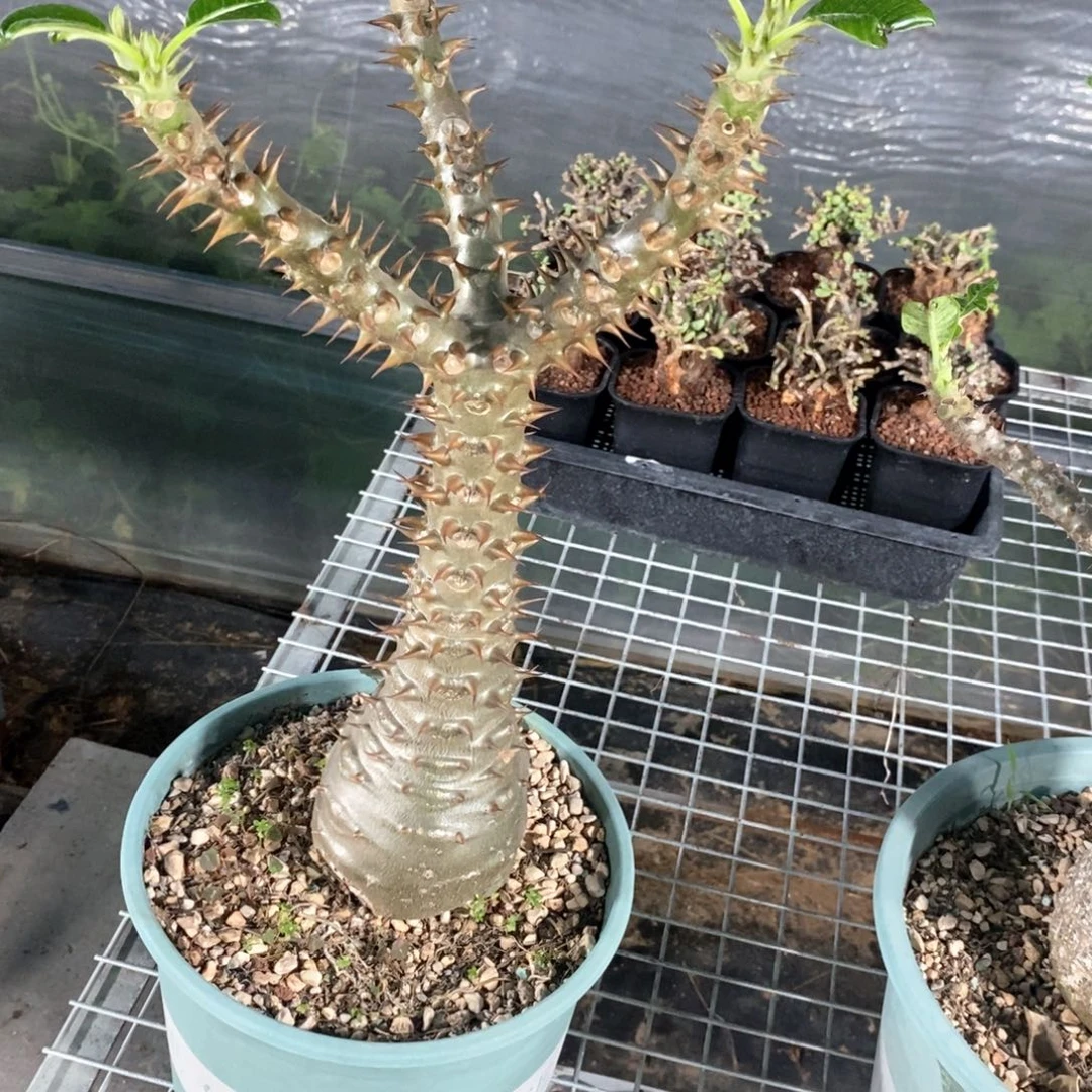 巴氏棒槌多肉植物