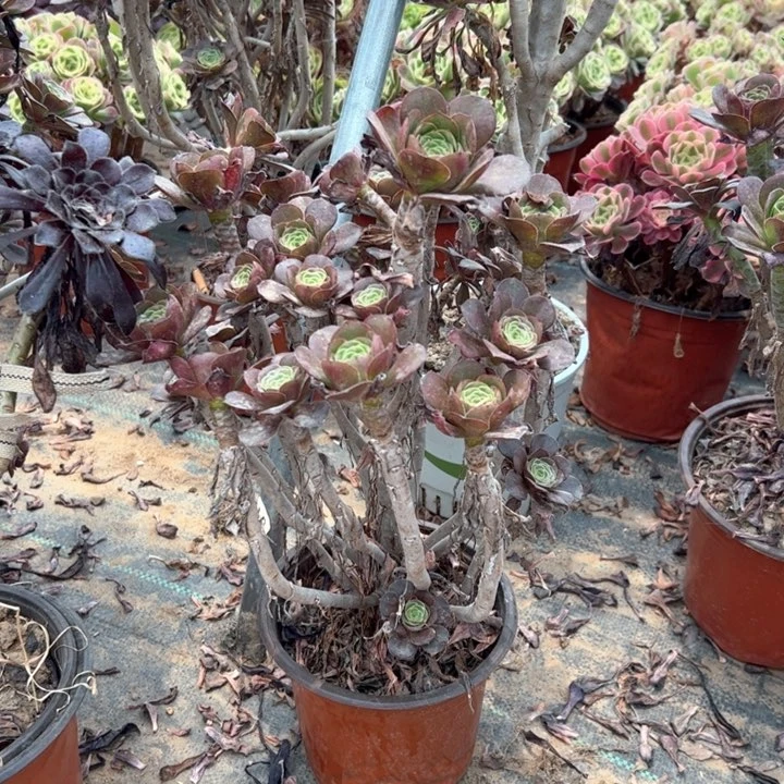 45灰圆多肉多肉多肉多肉