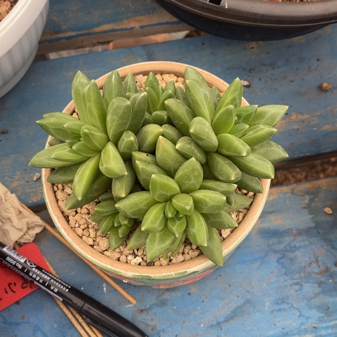 彩***凤多肉植物一物一拍