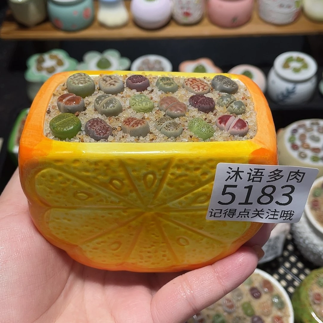 带盆土植物 一物一拍5183