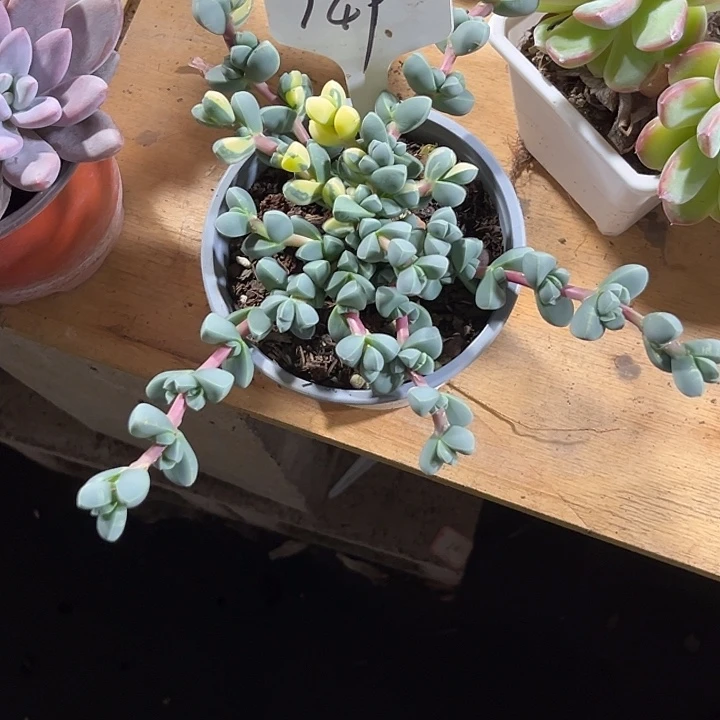 遥***000000000000000149