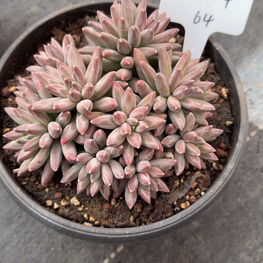 一物一拍平头伊卡鲁斯64