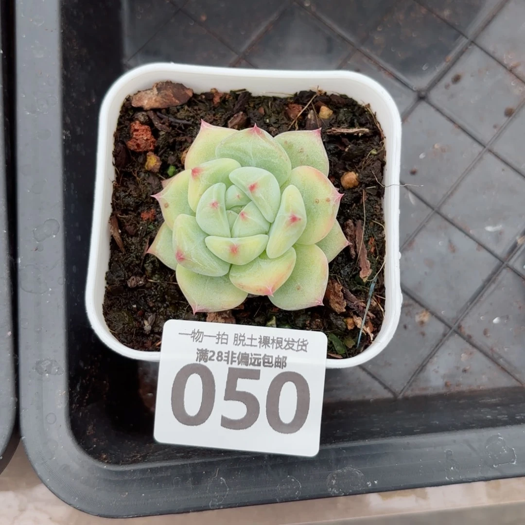 白拉糖多肉无盆土发货