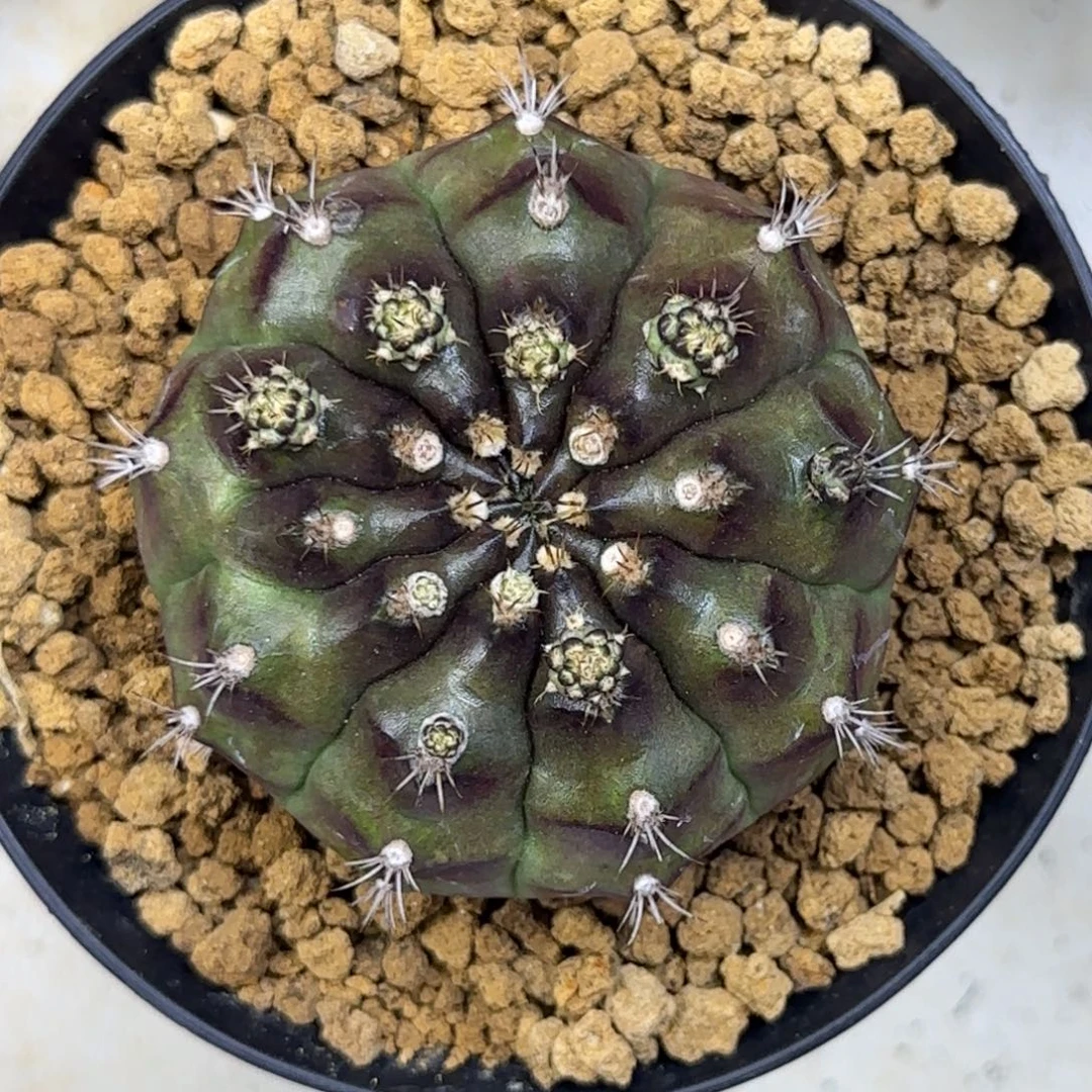 红枣皮色球！！！！！！