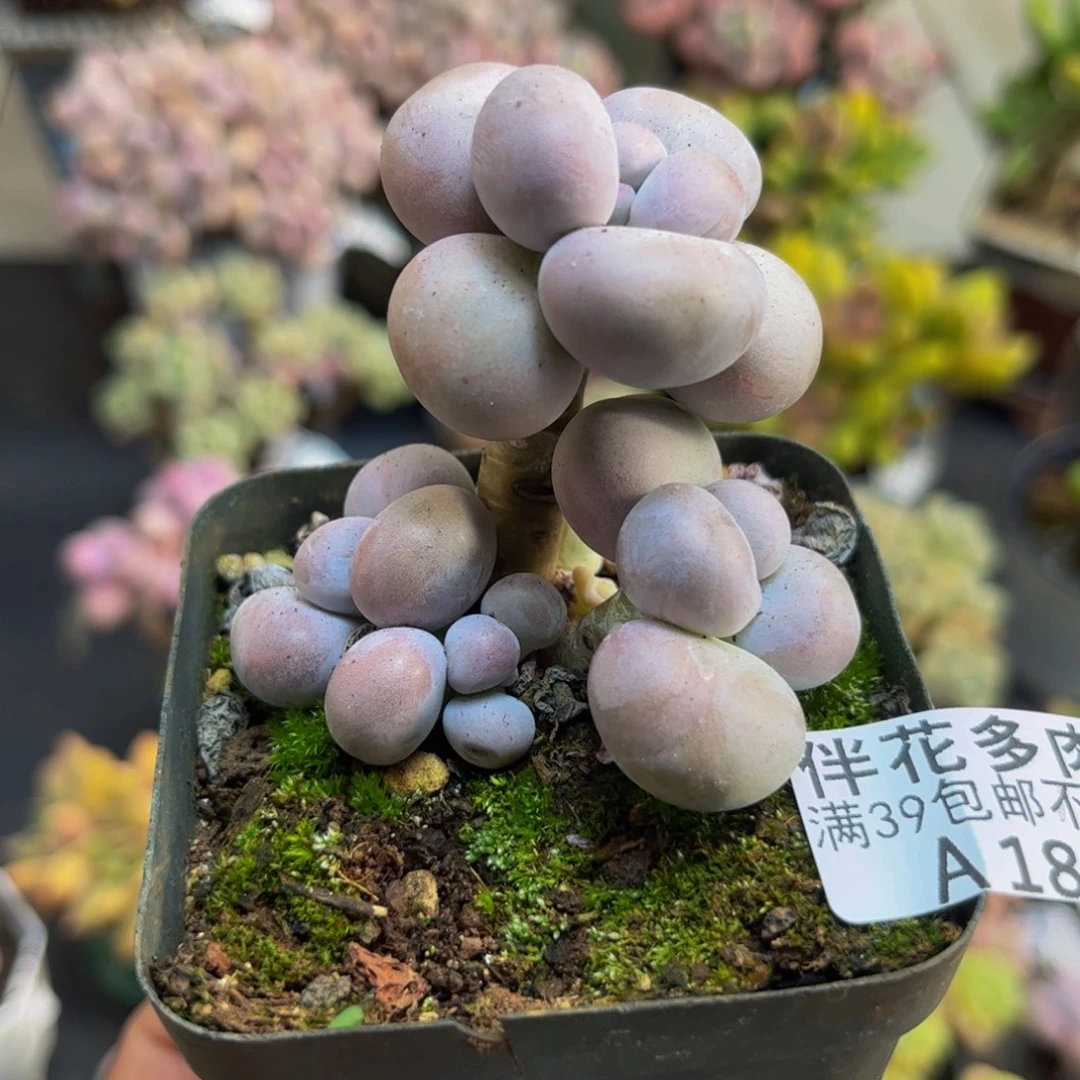 182芭比奶酪5cm多肉