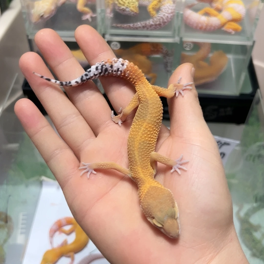 豹纹守宫豹纹守宫