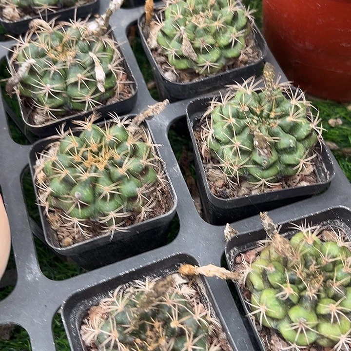 单头丽蛇满25包邮