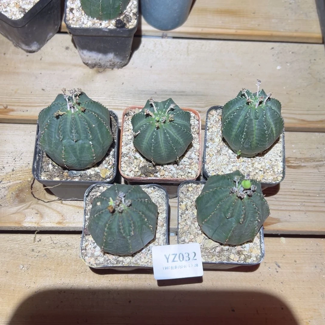 罐成*肉yz032 肉肉肉肉肉