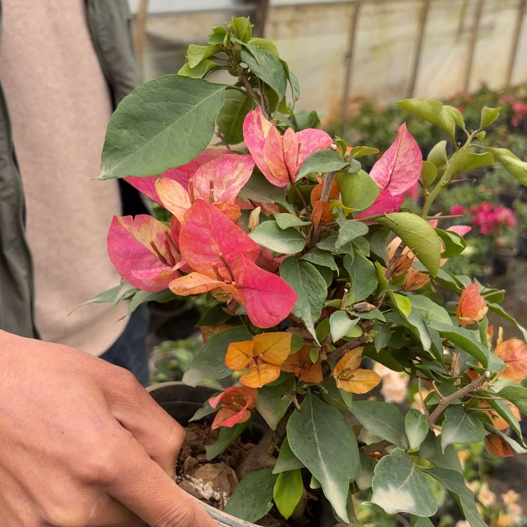 全部花苞（阿朱娜）三角梅会落花落叶会光苗有大有小