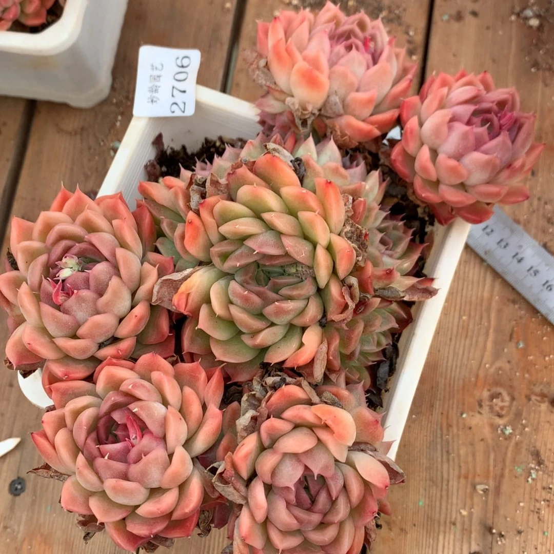 2706杂交精品基地18厘米