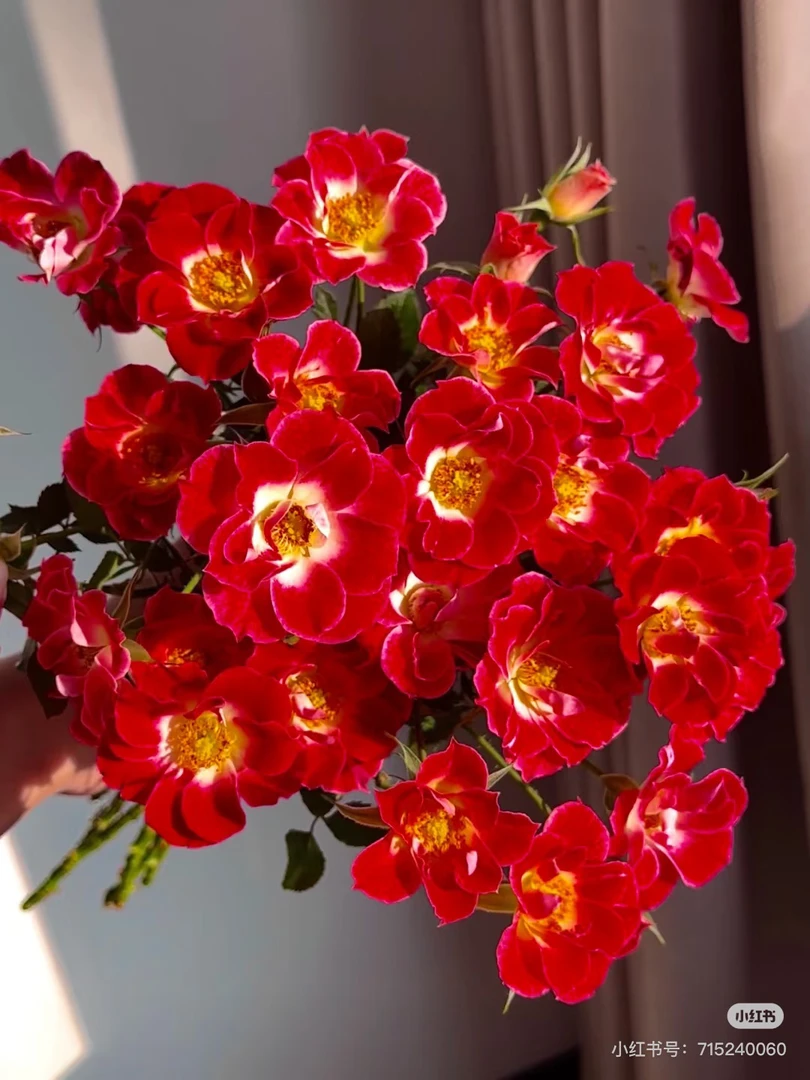（小画家）多头勤花月季玫瑰盆栽耐寒耐热植物花卉绿植