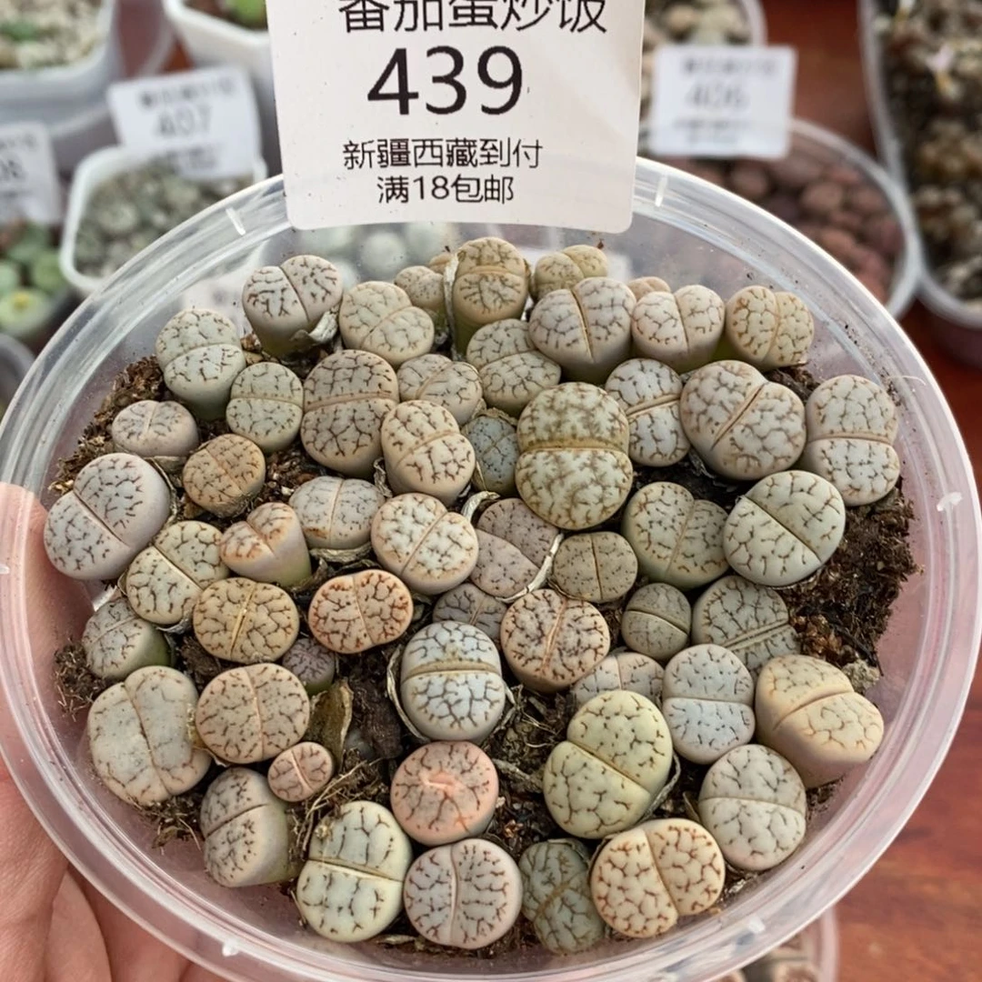 感谢您的支持，00439